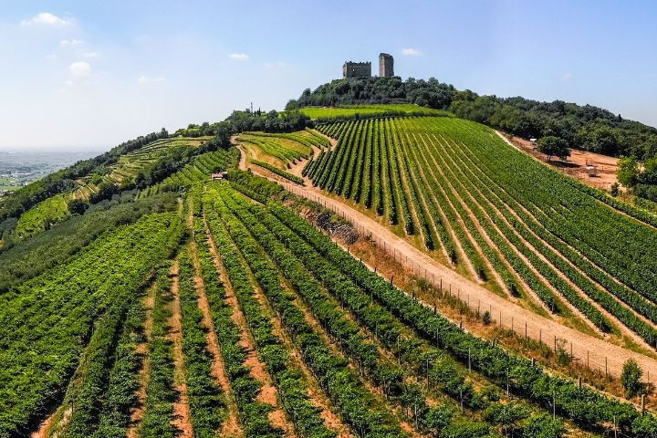 Dégustations de vins TOUT SUR UNE REGION