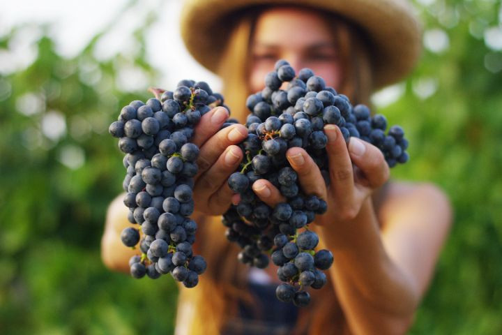 Wine tasting DISCOVERY COLLECTION